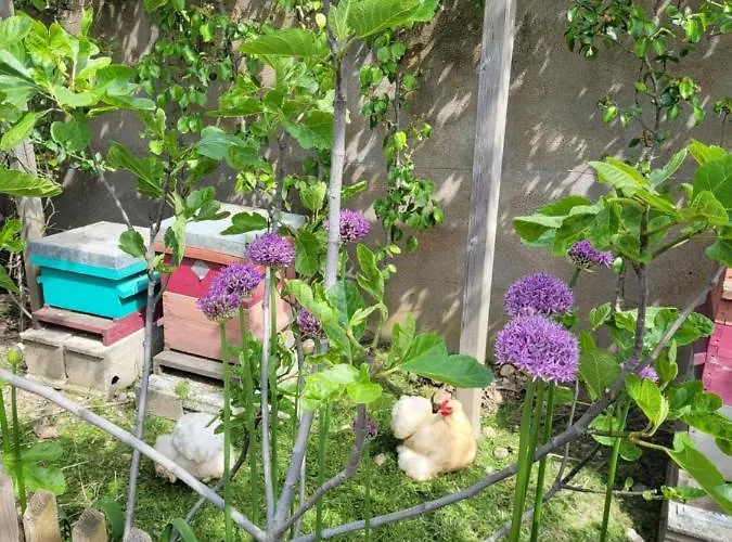 Appartement Tiny House Cosy 1 - *